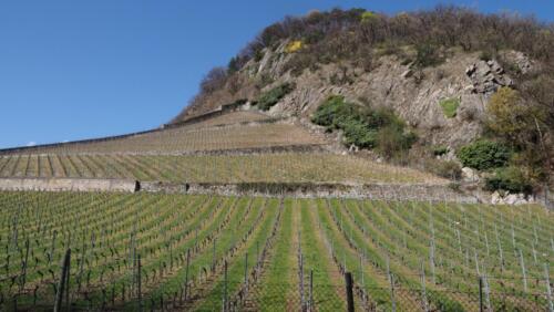 Chasselas und Pinot Noir sind die wichtigsten Weinsorten des Waadtländischen Chablais